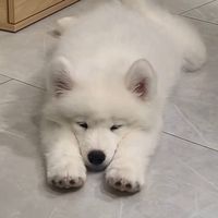 双高胎