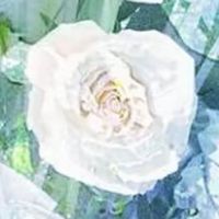 双女主he