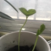 日記片段