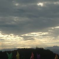 岚橘络