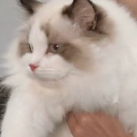 嚴(yán)亦霖