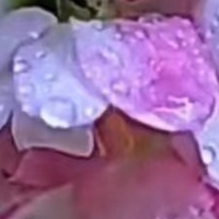 秋佳乙