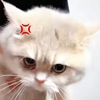鳶和
