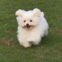 小狗视角