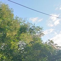 枝花李揽