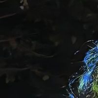 陈皮孙女