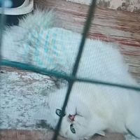 別說作者就是瘋了