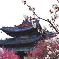 苏村风云