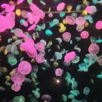 葉羅麗扶貧
