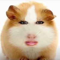 猪妞