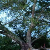 藍(lán)天安真真