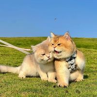 邪教拉郎