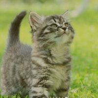 小猫的图库