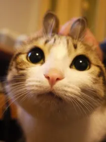 爆笑之猫