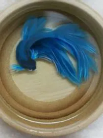 子秋诗集