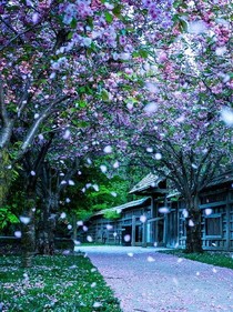 泪雨