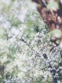 歌尽桃花扇底风