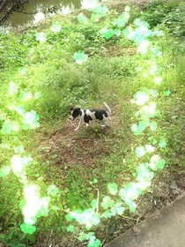 三王子之藏族公主