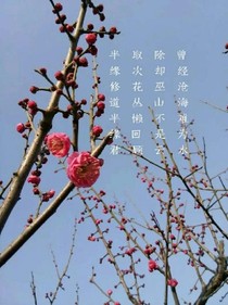 永恒的青春