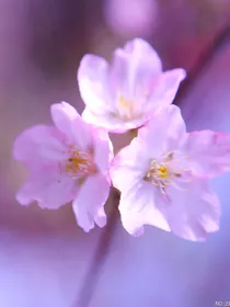 tfboys之樱花树下的相恋