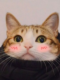 物语无语