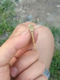 彼岸与花