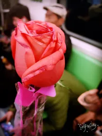 霸道王子与樱花公主之恋