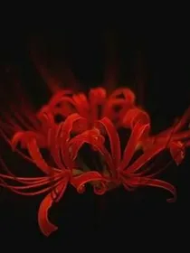 重生之彼岸花开