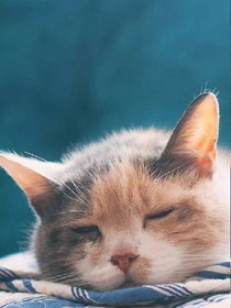 万丈红尘三杯酒