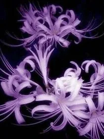 彼岸花之绝恋