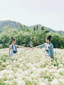 姐妹道路依依相撞