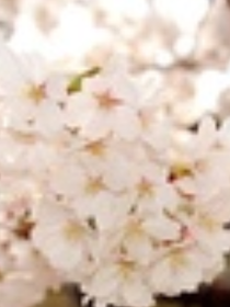 樱花恋情