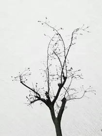 樱花盛夏