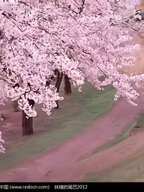 那年，那天，那片樱花