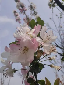 血色樱花