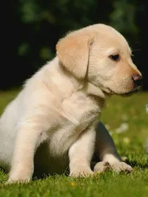 一条犬的使命
