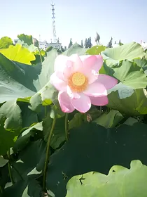 TFBoys的妹妹之复仇计划