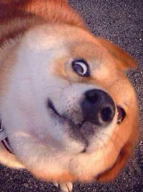 神烦狗道士