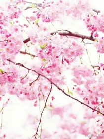 山樱恋的眼泪