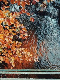 花落不知深处