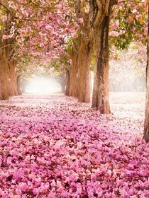 樱花年华