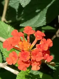 凤临天下:我是谁