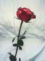 主.鹿晗&带刺的红玫瑰，带刺的爱_d345_d834_d053