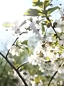 楚乔传同人之七月薰香