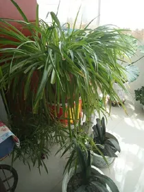 我们的少年时代之夏儿