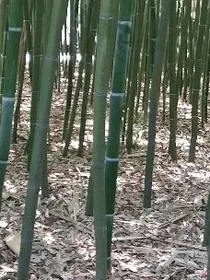 雾鸟