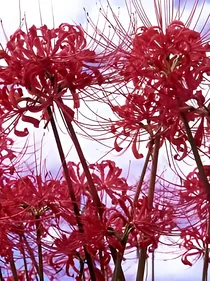 彼岸花，开一千年，落一千年。_d532