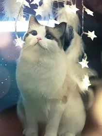 铲屎官的痛苦