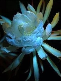 凡花若仙