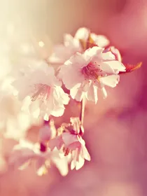 六月樱花